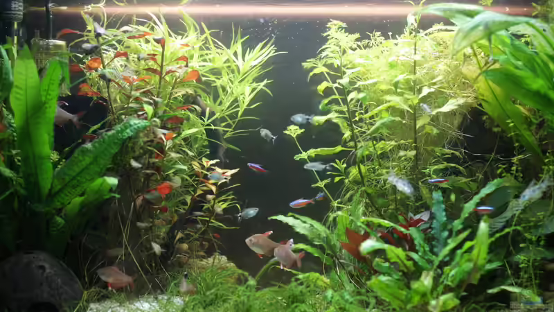 Das Aquarium in voller Pracht  - 10.01.2015 von Jonas (Trancemania) (2)