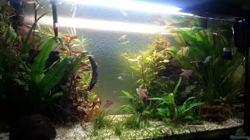 Das Aquarium in voller Pracht - 26.12.2014 von Jonas (Trancemania) (3)