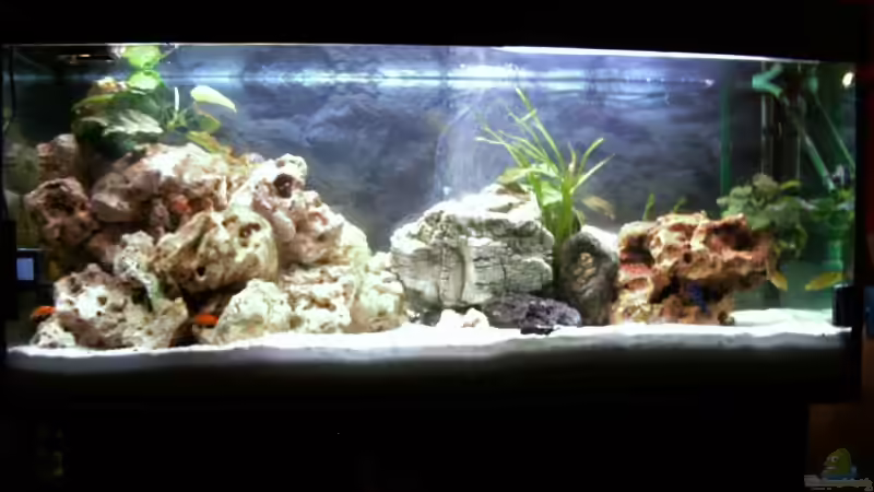 Das Aquarium in voller Pracht von Danny Mietzsch (1)