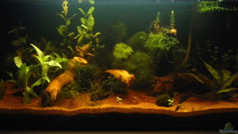 Das Aquarium kurz nach dem Einrichten von Heike Wech (1)