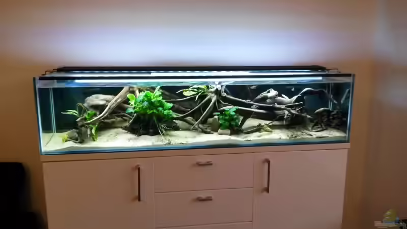 Das Aquarium nach dem Umzug ins neue Heim (April 2017) von Berlin42 (31)