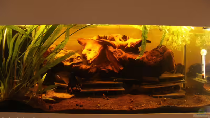 Das Aquarium so wie es am Ende mir gefällt. von chrisi01 (2)