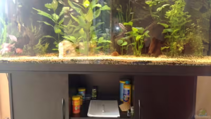 Das Aquarium von Andy Klein 86 (1)