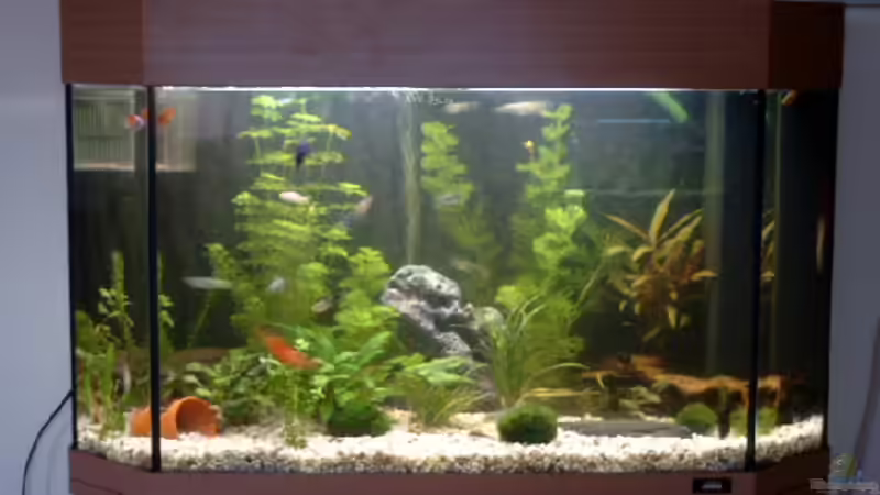 Das Aquarium von Björn Krüger (1)