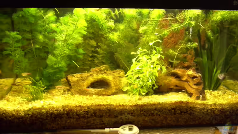 Das Aquarium von Fritz Herbel (1)