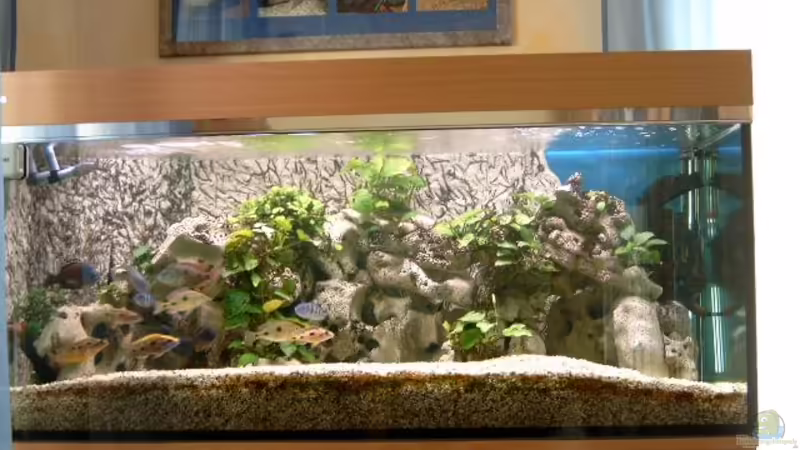 Das Aquarium von Knauer Josef von Josef Knauer (1) (10)