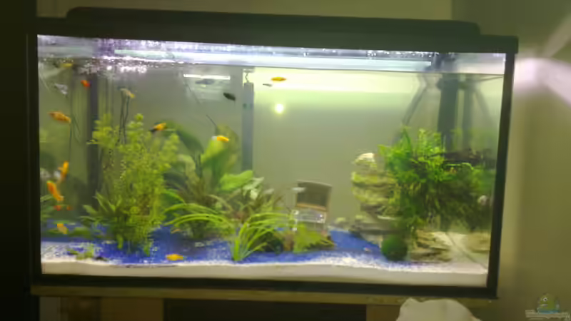 Das Aquarium von Robbes Klein