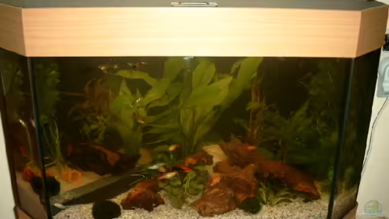 Das Aquarium von Sean & Fynn (1)
