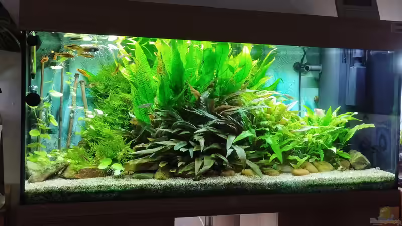 Das Aquarium zur Zeit. von Thomas Kreuter (2)