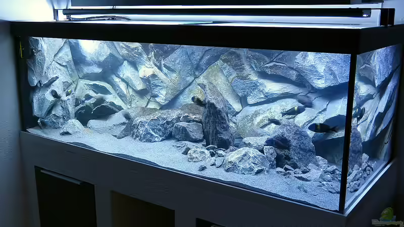 Aquarium einrichten