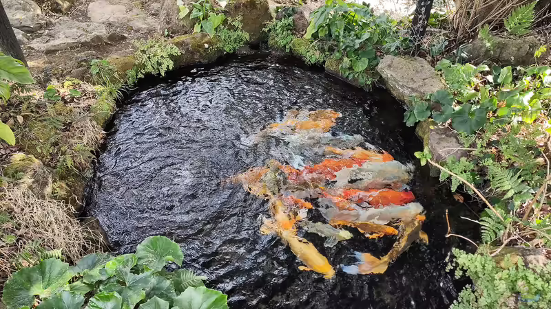 Das Auflösen eines Gartenteiches: Was Sie beachten sollten
