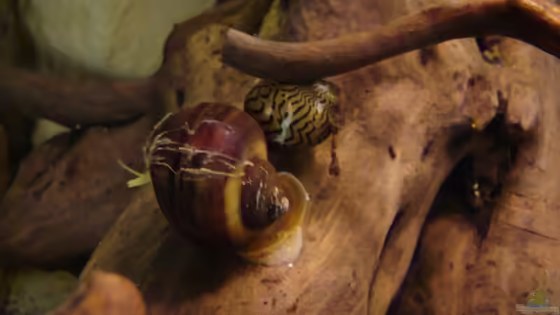 Das Aufräumkommando von manzanarez (17)