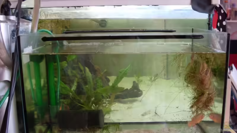 Das aufzuchtbecken  von Benjamin Sälzer (8)