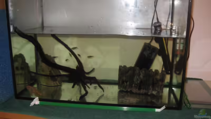 Das Ausweichbecken 29.12.10 von Andrea (33)