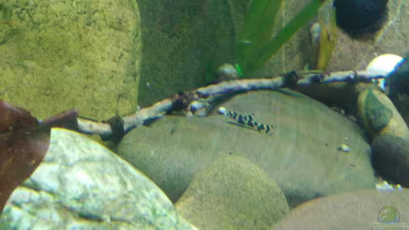 Das Baby wächst und hat nocb 3 jüngere Geschwister  von Miss Kasimir (1)