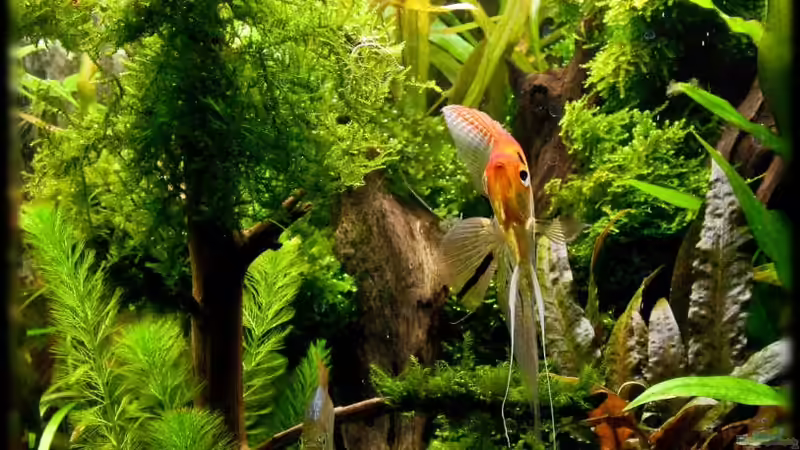 Das Bäumchen - 24.04.2011 von Ralf64 (51)