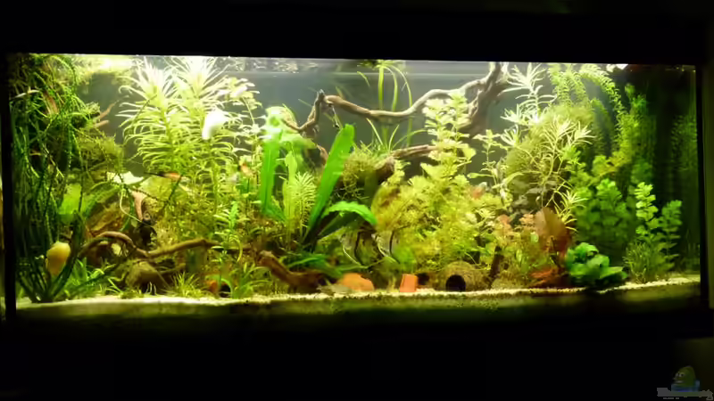 Das Becken - Stand Juni 2011 von erma (2)