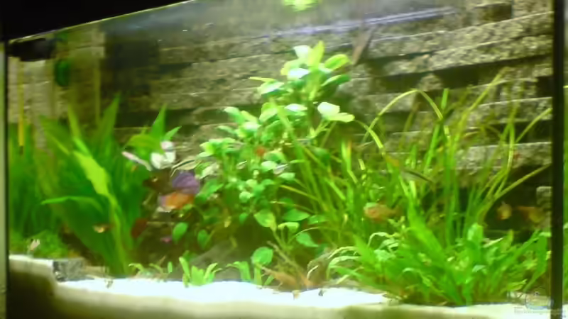 Das Becken ( 2 Wochen in Betrieb nach Neueinrichtung) von metz (1)