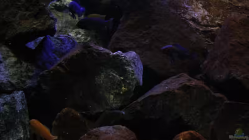 Das Becken ,ein dunkler Ort,genauso wie Malawis es mögen! von Florian Bandhauer (8)