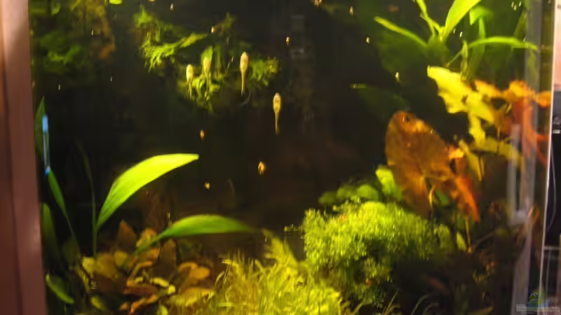 Das Becken, leider etwas unscharf, ich versuche bessere Bilder anzufertigen. von Bojo (5)