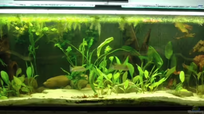 Das Becken 200 x 60 x 60 cm 