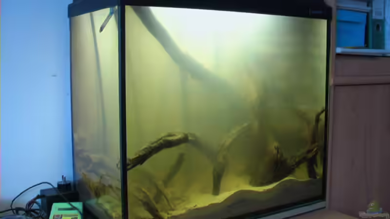 Das Becken 2006: Holz wird 4 Wochen lang gewässert von Tilo Schmiedl (19)