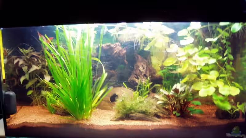 Das Becken aktuell (25.02.2010) ohne Blitz von Milehigh H (3)