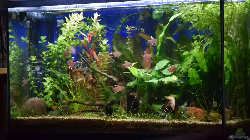 Das Becken aktuell 28.01.2020 von Acki50 (15)