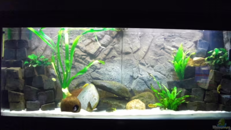 Das Becken aktuell mit Erweiterung der Steinaufbauten von Tyler (1)