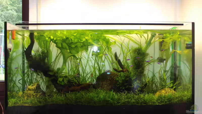 Das Becken am 02.09.2013 von AquarienHans (5)