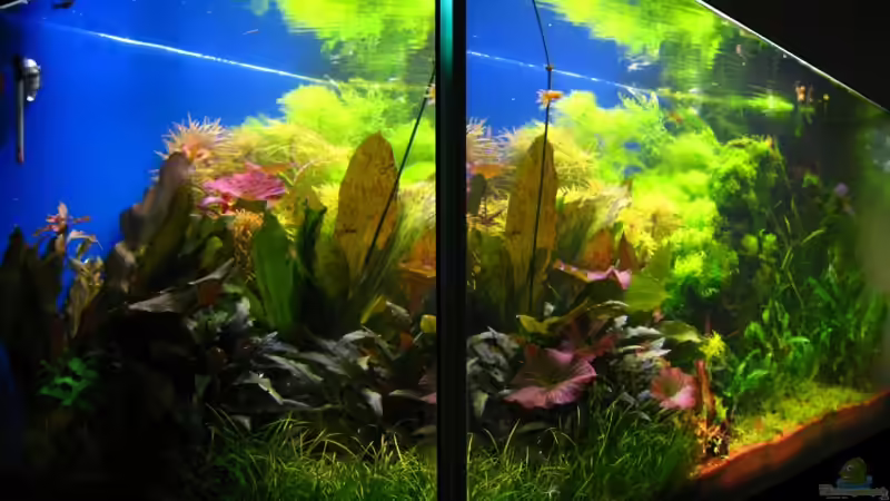 Das Becken am 03.04.2008 Schrägansicht von flaschenbauer (4)