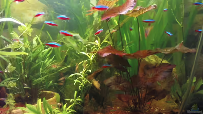 Das Becken am 05.04.09 von Maria Dicke (1)