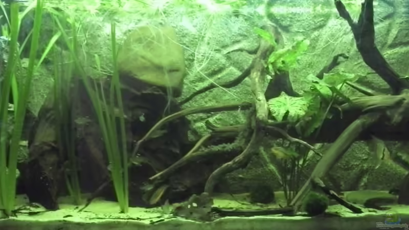 Das Becken am 06.01.2015. von Patrick Scheffer (1)