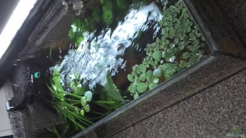 Das Becken am 08.05.2014 von Patrick Scheffer (5)