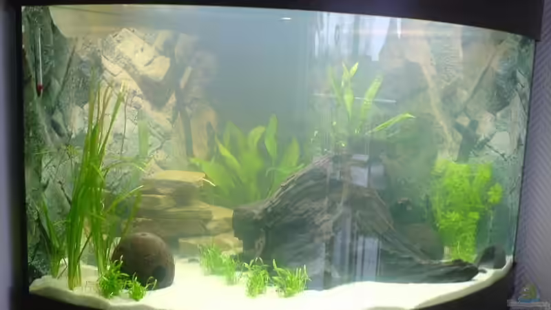 Das Becken am 1. Tag nach der Einrichtung! von Stephan (2)