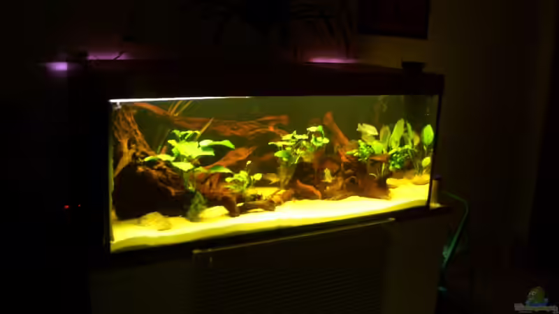 das Becken am 12.01.10 von Knorpelfisch (12)