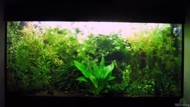 Das Becken am 13.10.2009 von Aquarium-Bochum (3)