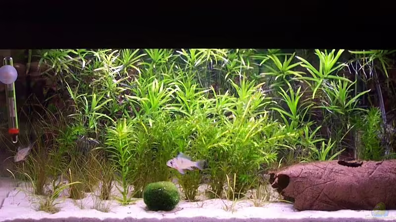 Das Becken am 5.2.06 nach (vorerst) erfolgreicher Dunkelkur