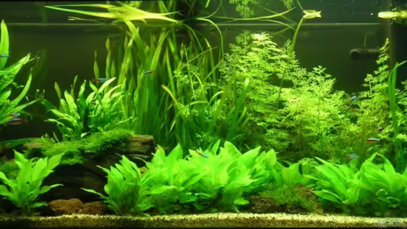 Das Becken am 7.9.2008 von Maximilian Zunhammer (2)