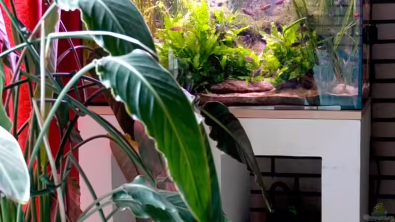 Das Becken am neuen Standort und mit neuem Licht. 06-08-2008 von Pete (4)