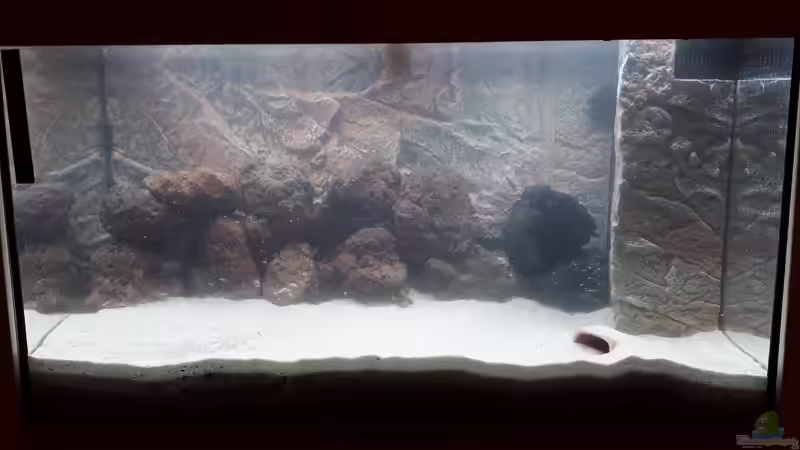 Das Becken an Tag 1 (Die Schneckenhäuser kamen verspätet) von NiRo (2)