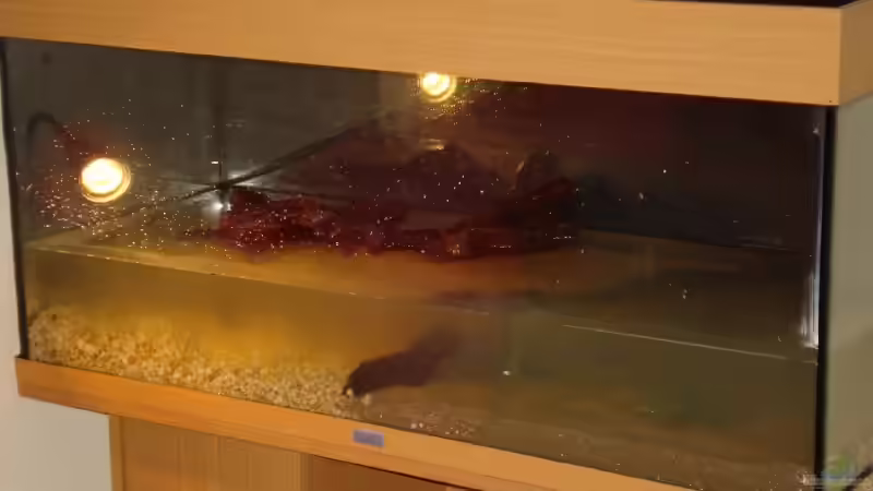 das Becken beim einrichten von Meike J. (2)