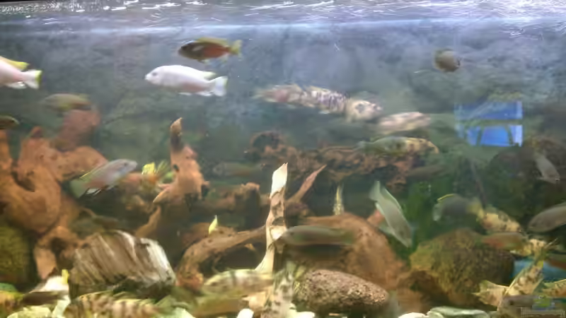 Das Becken BEVOR ich es übernommen habe und angefangen es umzugestallten!!! - Das von firetux (2)