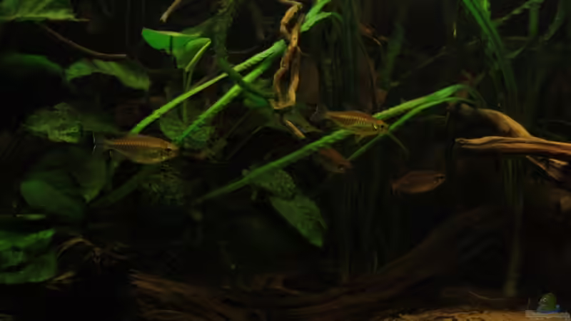 Das Becken,der Schwerpunkt wenige Pflanzen die auch in solch einem Biotop vorkommen,dazu von Bämbel (35)