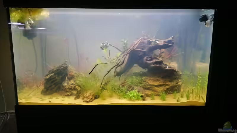 Das Becken direkt nach der Einrichtung, noch ohne Rückwand von Wasserwelten (13)