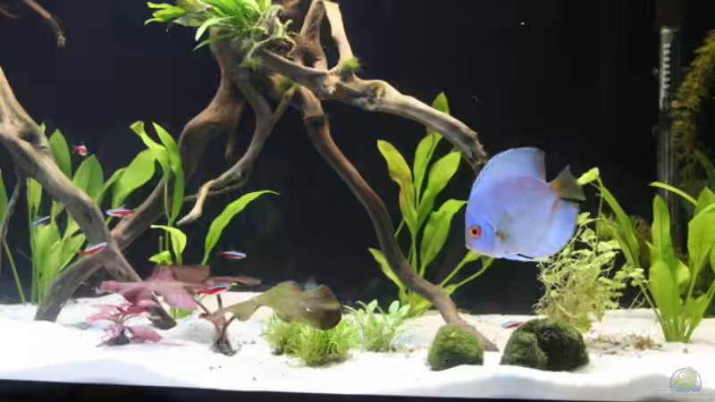 Das Becken direkt nach der Neueinrichtung von Thomas Brandt (3)