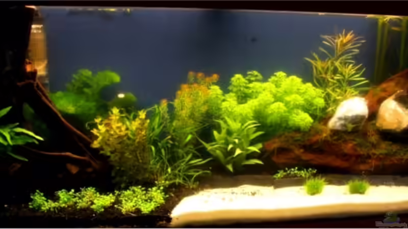 Das becken ein paar Tage nach dem Start von Kiera&Hannes (3)