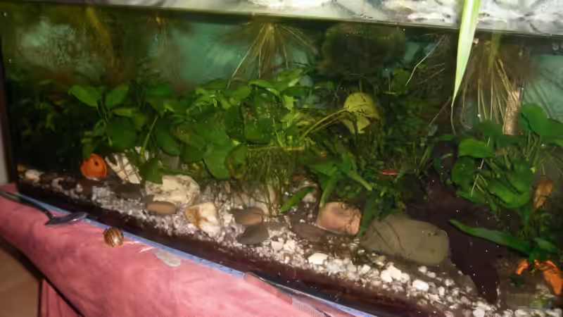 das Becken Ende 2008 von Jenny (7)