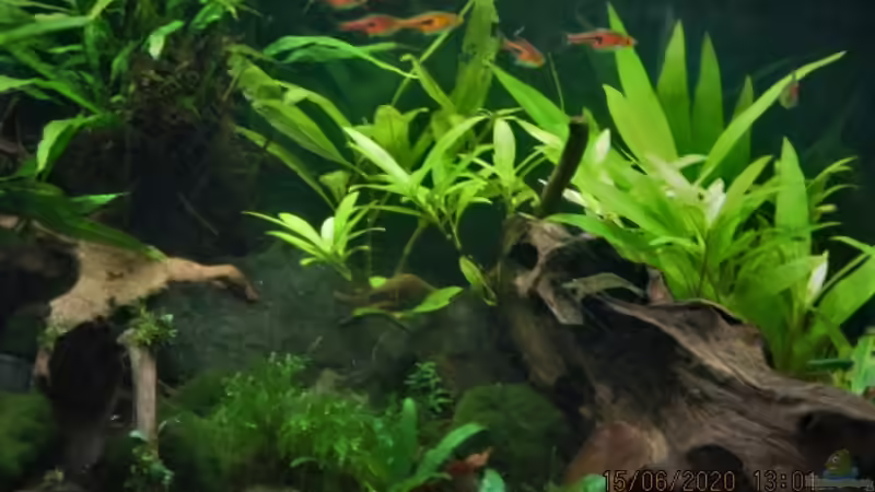 Das Becken fängt langsam an sich zu erholen von okefenokee (16)