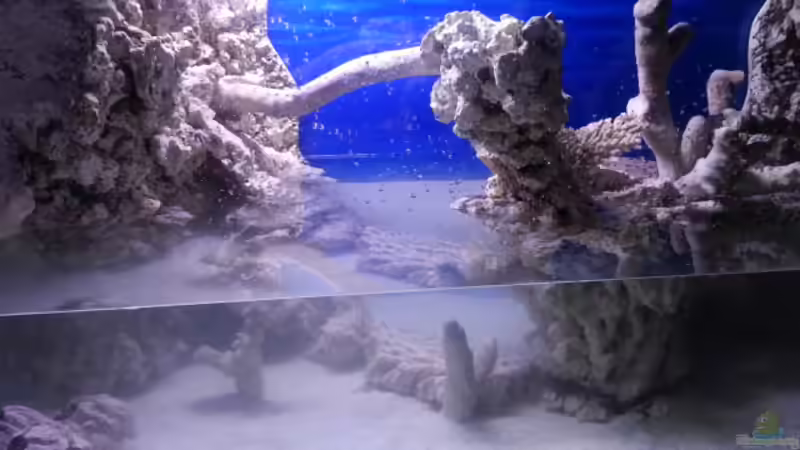 das Becken füllt sich langsam von Bernd Pinkert (3)